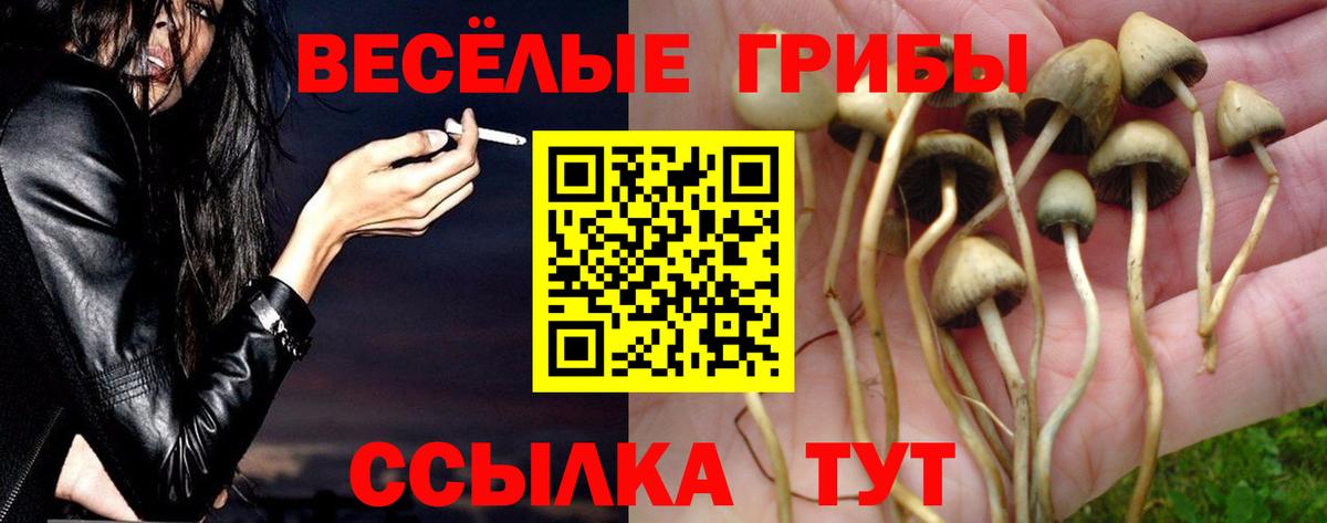 Псилоцибиновые грибы Psilocybe  Вход с VPN  Братск 